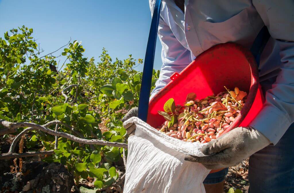 Il pistacchio di Bronte – dalla fase di coltivazione alla fase di raccolta