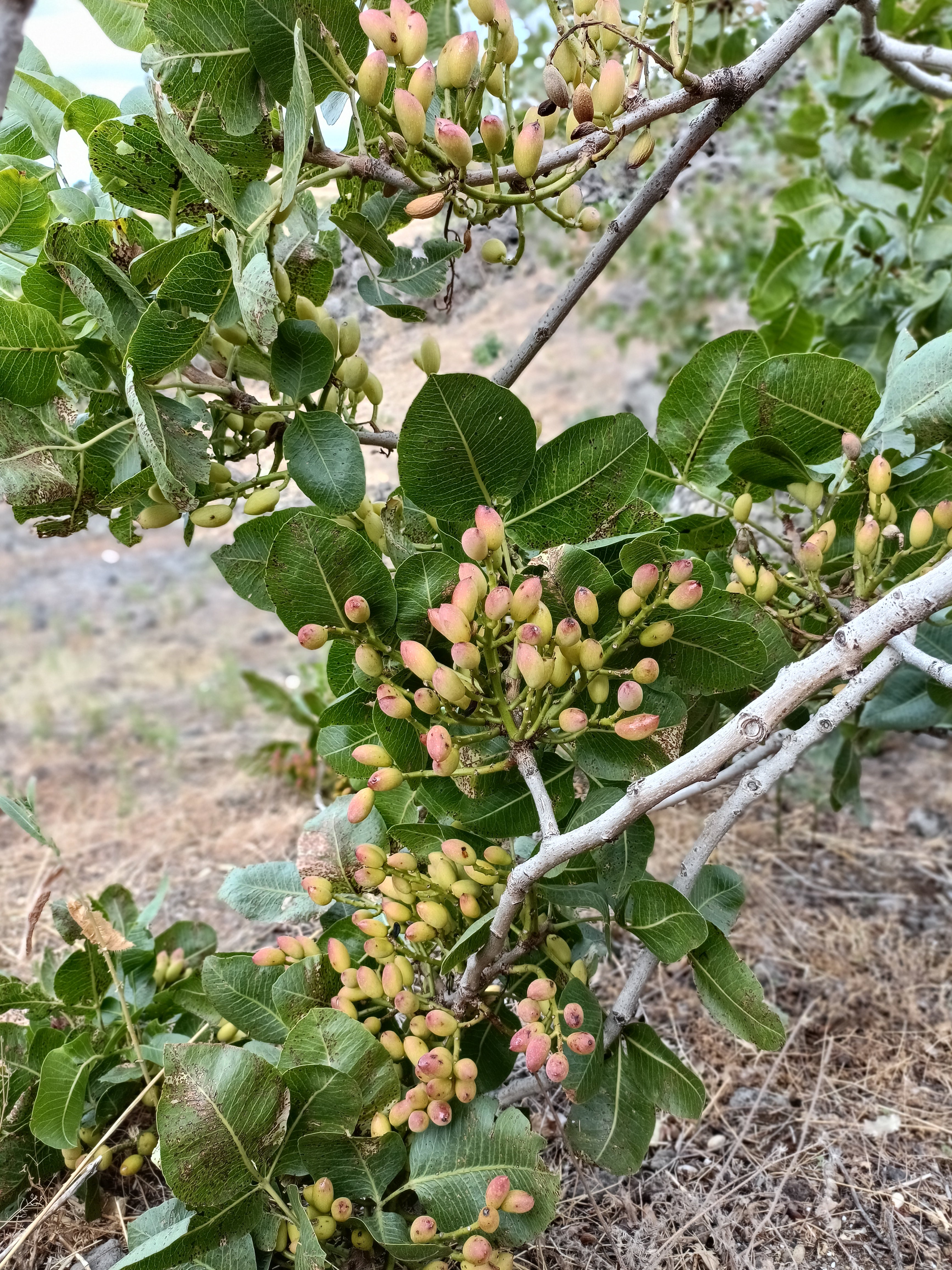Pistacchio Verde di Bronte DOP su terreno lavico
