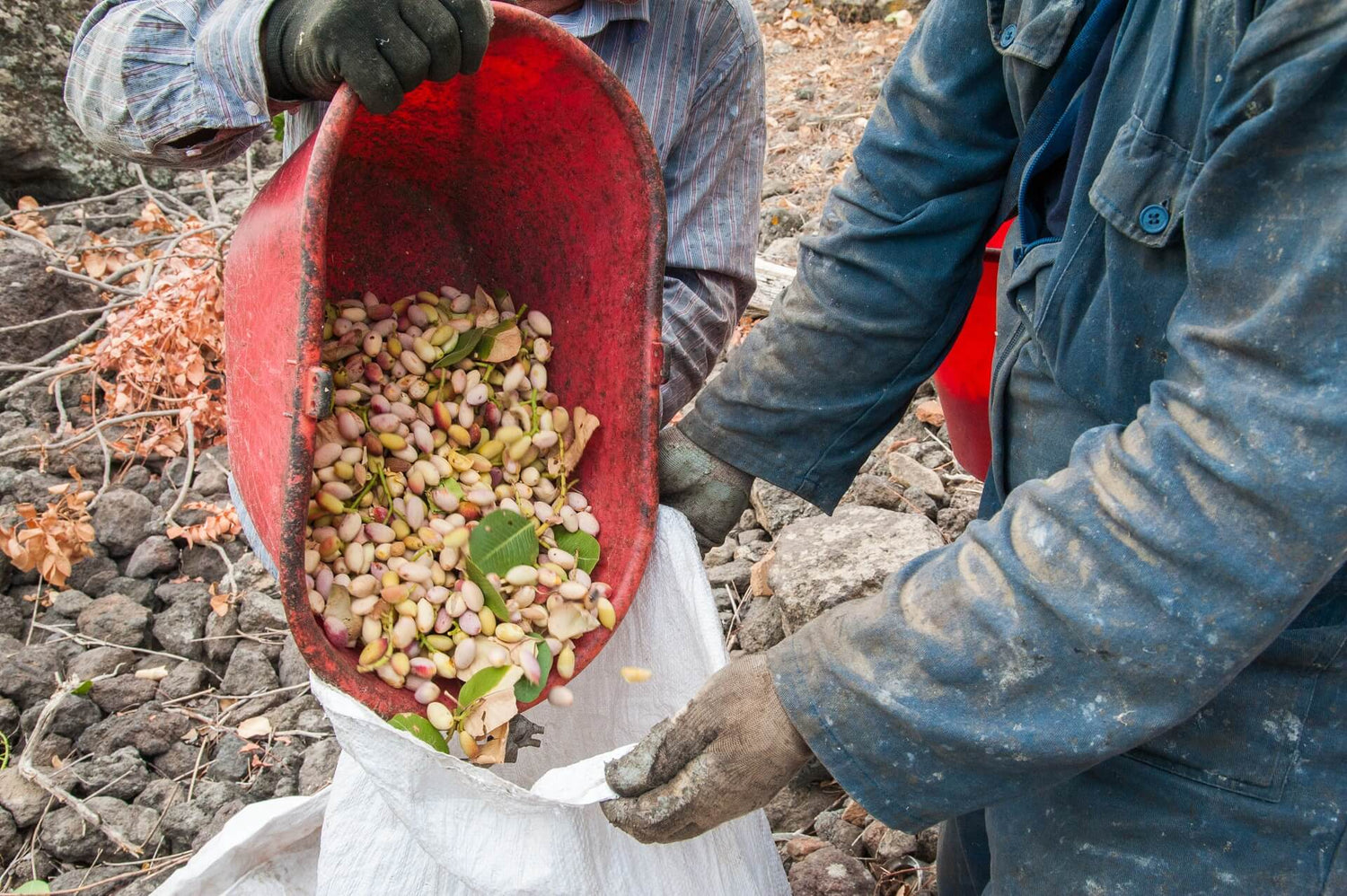 SAGRA DEL PISTACCHIO 2026 DAL 25 AL 27 SETTEMBRE E DAL 2 AL 4 OTTOBRE 2026